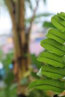 A green leaf with water droplets on it photo