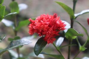 close up photo of small red flower