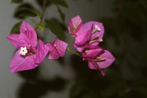 A close up of a purple flower photo