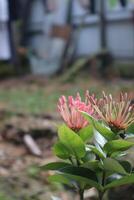 A flower with pink petals photo
