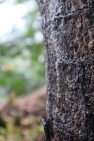 A small lizard sitting on top of a tree trunk photo