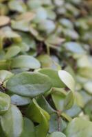 closeup of creeping plants on old tree branches photo