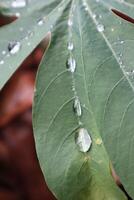 A close up of a leaf with water droplets photo