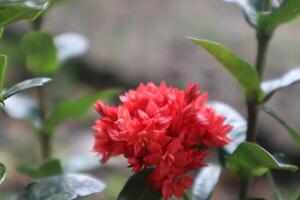 close up of a red flower photo