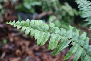 A fern leaf with water drop photo