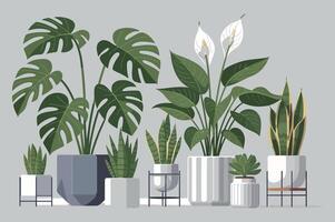 Collection of Various Potted Houseplants in a Row Including Monstera Peace Lily Snake Plant and Succulent on a Neutral Background Illustration vector