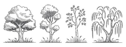 Hand drawn trees illustration set oak birch and weeping willow tree sketch isolated on white background illustration nature concept vector