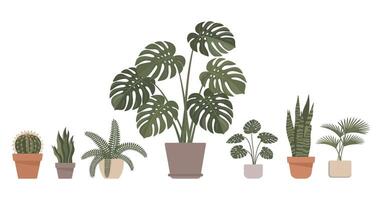 Collection of Potted Houseplants with Different Shapes and Sizes Isolated on White Background Including Monstera Cactus Fern Snake Plant and Fan Palm vector