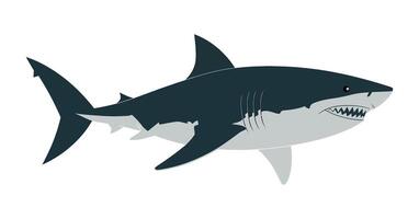 Illustration of a Great White Shark with a Dark Blue Back and Grey Underside on a White Background Showing Teeth and Fins vector