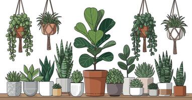 Collection of Potted Houseplants and Hanging Plants on a Shelf Including Fiddle Leaf Fig String of Pearls and Snake Plant Illustration vector