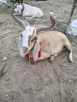 Resting Goat with Large Curved Horns and Red Tassel at Eid Market photo