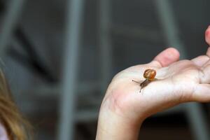 Small Snail Crawling on Open Palm photo
