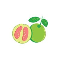 Guava fruit illustration isolated on white background vector
