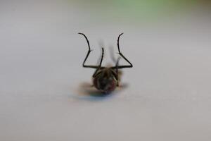 Close-up of a Dead Insect on Its Back photo