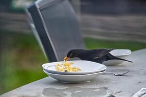 Blackbird Enjoying Spaghetti on a Table photo