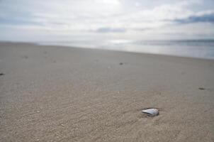 Serene Beach with Seashell on Sandy Shore photo