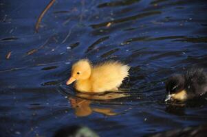 Fluffy Yellow Duckling Swimming in a Pond photo