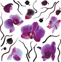 Set of isolated orchids for your design vector