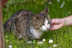 A child strokes the forehead of a small cat lying in the grass with flowers photo