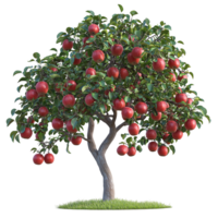 Apple tree with red apples growing in an orchard on a summer day time isolated on transparent background png