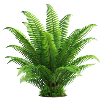 lindo verde samambaia plantar botânica natureza folhagem frescor isolado isolado em transparente fundo png