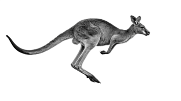 A black and white image of a kangaroo jumping png