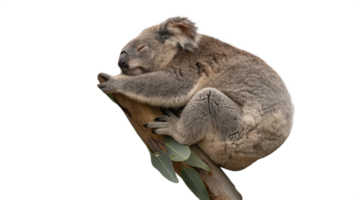 Koala sleeping on a tree branch png