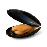 Shiny Opened Mussel Shell with Soft Edible Flesh Inside png