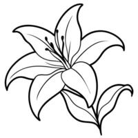 Elegant Lily Flower Outline Illustration for Coloring Pages and Design Projects vector