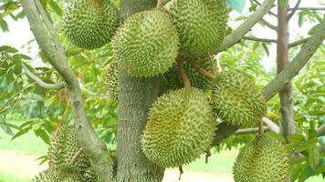 Fresh Durian Fruits Hanging on Tree Branch in Lush Greenery video