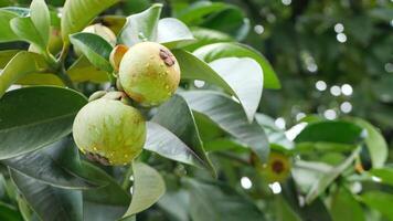 Fresh sapodilla fruits growing on tree branches in natural setting video