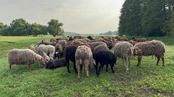 A flock of sheep in a meadow in the evening. Domestic sheep and rams. Sheep grazing in a meadow. video