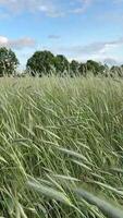 Swaying wheat ears in a wheat field in the wind. Natural and organic food concept video