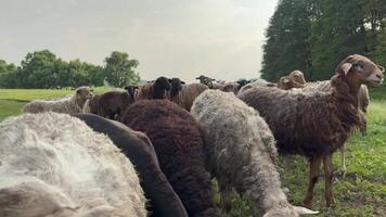 A flock of sheep grazing in a meadow. Private farm. Even-toed ungulates. video