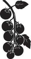 Tomato cluster silhouette on vine design, Fresh produce minimal black and white art vector