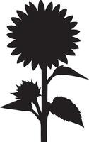 Sunflower botanical silhouette simple drawing, Garden flower black line art vector
