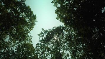 Long Trunked Trees and Blue Sky View in Nature video