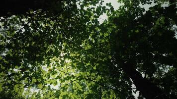The Long Trunked Trees and Sky View in Nature video