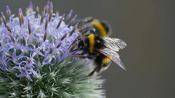 Close-up of busy bumblebees gathering nectar on spiky purple flowers in natural outdoor setting video