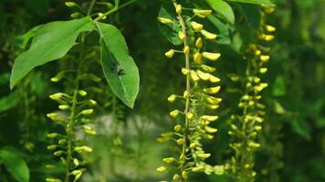 Close-up View of Yellow Flowers and Green Leaves with Insect in Lush Natural Garden Environment video