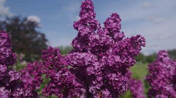 Close-up of Vibrant Purple Lilac Flowers Blooming in a Sunny Garden with Blue Sky Background video