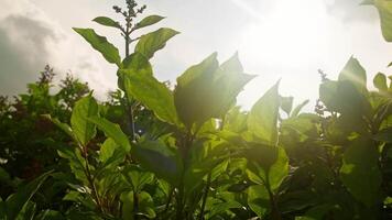 Lush green plants basking in soft sunlight in a serene outdoor garden environment video