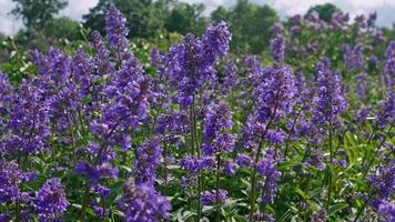 Vibrant Purple Flower Field Blooming Under Soft Natural Light in a Serene Green Landscape video