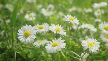Close-up of Vibrant White Daisies Blooming in a Sunny Green Meadow with Soft Focus Background video