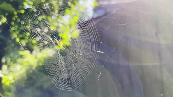 Spiderweb swaying in wind at garden with sunlight at background. Spider builds a cobweb outdoor. Beautiful nature scene on summer day. Concept of wildlife. Slow motio video