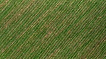 Aerial view of agricultural field with rows of plants at sunset. video