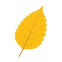 birch leaf yellow color white background vector