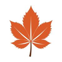 chestnut tree leaf on white background vector