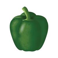A green pepper is shown on a white background vector