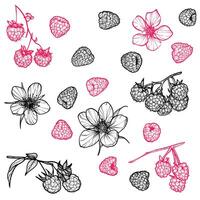 Set of raspberries with their flowers. hand drawn line art of summer fruit in red and black isolated on white background. Highly detailed for print and online projects. vector